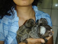 sagui de tufo branco e de tufo preto