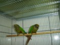 /album/criadouro-aves-do-paraiso/dsc01875-jpg/