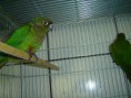 /album/criadouro-aves-do-paraiso/dsc01876-jpg/