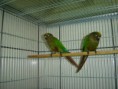 /album/criadouro-aves-do-paraiso/dsc01877-jpg/