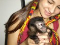 Macaco prego